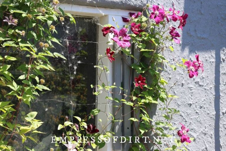 Your Clematis Grows Leafy but Refuses to Bloom — Here’s the One Overlooked Condition Usually Behind It