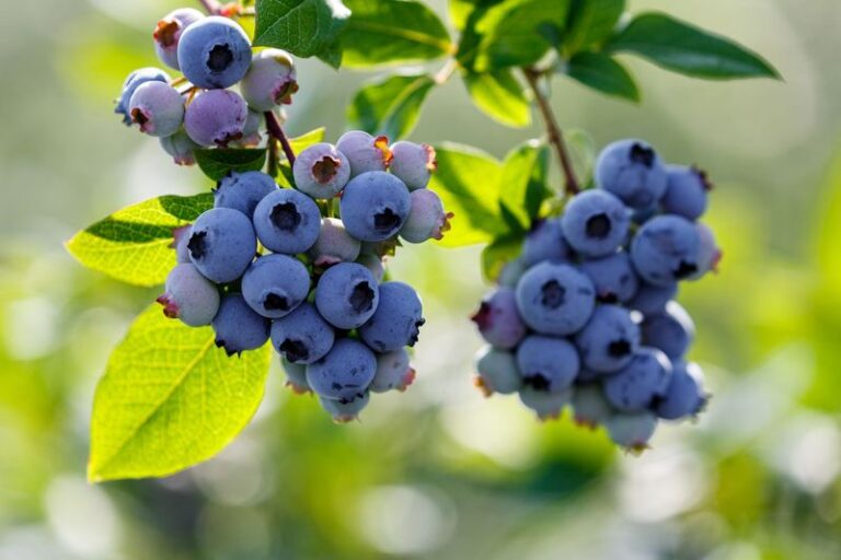 The One Thing North Carolina Gardeners Must Do To Blueberry Bushes In Late Summer Or Next Year’s Crop Shrinks