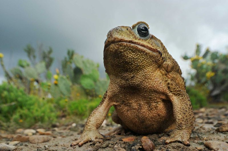 More Toads In Your Central Texas Garden Means Fewer Grubs Chewing Your Roots (Here’s How To Bring Them In)