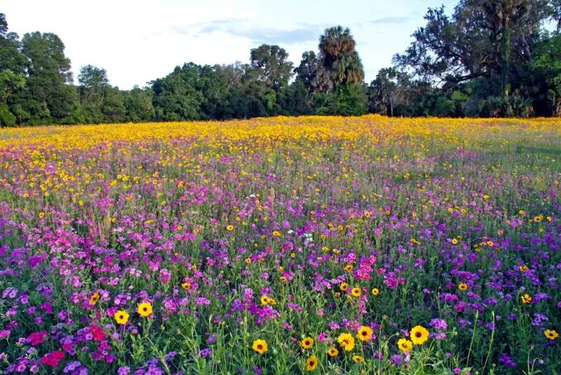 7 Florida Native Wildflowers Butterfly Gardens Keep Leaving Out That Draw the Most Visitors