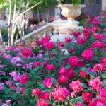 What North Carolina Knockout Roses Need Right Now to Keep Blooming All the Way Through October
