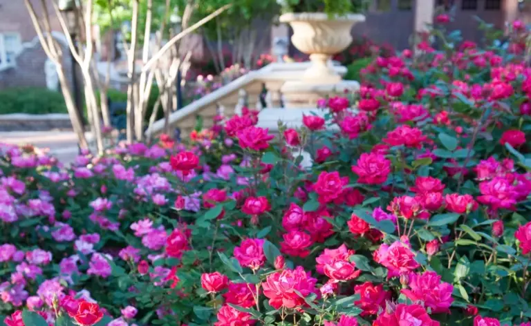 What North Carolina Knockout Roses Need Right Now to Keep Blooming All the Way Through October