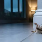 The Texas Weather Shift That Sends Scorpions Indoors Right Before You Notice Them