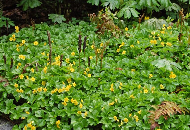 These Forgotten Native North Carolina Groundcovers Cover Deep Shade Where Grass Refuses to Grow, Better Than Liriope