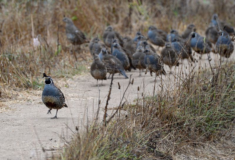 What It Really Means When California Quail Suddenly Appear in Your Backyard Garden This Summer