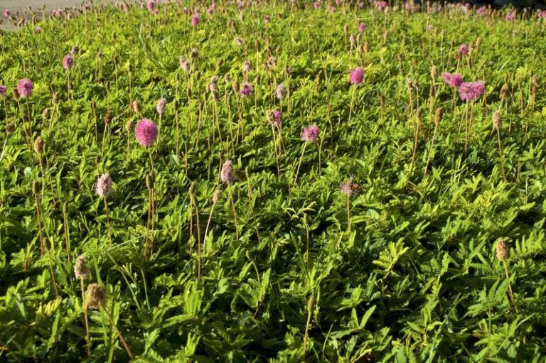 7 Florida Native Ground Covers That Replace Foundation Mulch and Stop Inviting Roaches Inside