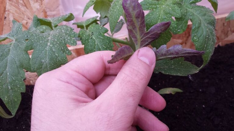 If Your Tomato Leaves Turn Purple Underneath, One Nutrient-Uptake Problem May Be Behind It