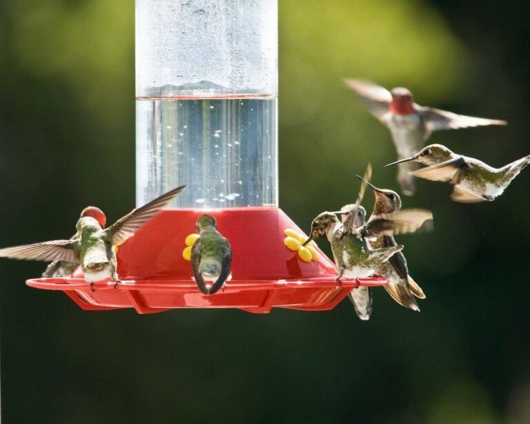 16 Spots Where Hanging Your Hummingbird Feeder Quietly Keeps the Birds Away
