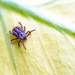 The California Yard Habits That Quietly Turn Your Backyard Into a Tick Magnet, and the Fixes That Break the Cycle