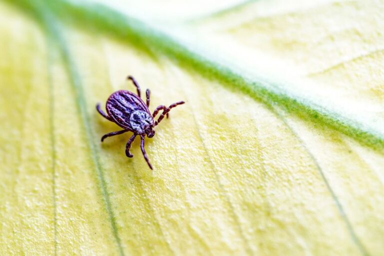 The California Yard Habits That Quietly Turn Your Backyard Into a Tick Magnet, and the Fixes That Break the Cycle