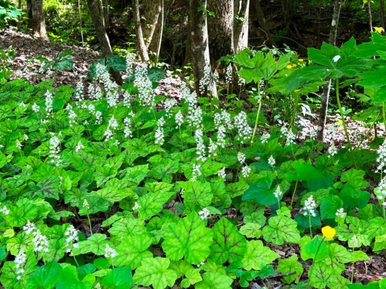 7 Native North Carolina Ground Covers That Crowd Out Weeds Along Walkways Better Than Liriope