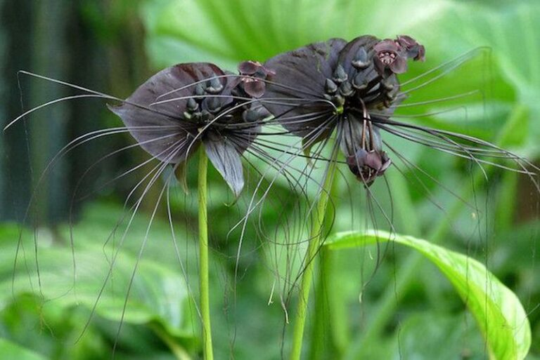 7 Florida Native Plants That Attract Bats and Cut Your Backyard Mosquitoes Down Fast