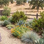 Skip Thirsty Roses and Plant These California Beauties That Bloom All Summer on Barely Any Water