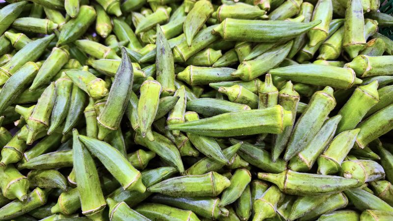 Why Your Central Texas Okra Pods Turn Woody and Tough Before You Pick Them In August Heat