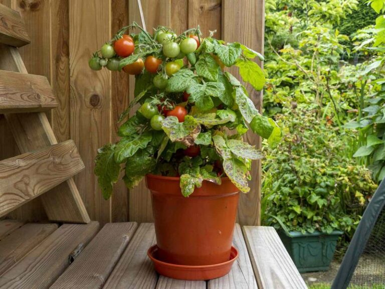 If Your Potted Tomatoes Stay Small and Dry Out by Afternoon, Cramped Pots and Late Watering Are Usually Behind It