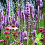 The California Flowers That Actually Thrive When You Plant Them Into Late-Summer Heat, and Bloom Fast