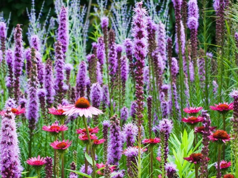 The California Flowers That Actually Thrive When You Plant Them Into Late-Summer Heat, and Bloom Fast