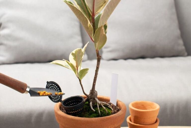 Your Rubber Plant Grows Tall but Never Fills Out – Here Is the One Repotting Question You Should Ask First