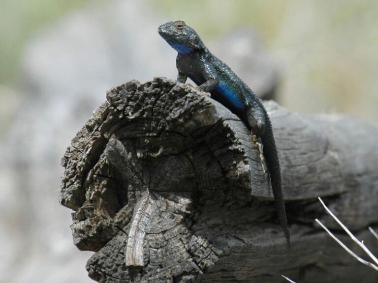 How To Support California Fence Lizards That Quietly Cut the Tick Population Around Your Yard