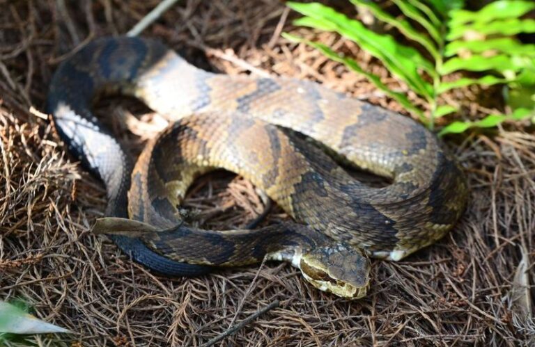 What It Really Means When Copperheads Start Showing Up Along Your North Carolina Wooded Edge In Late Summer
