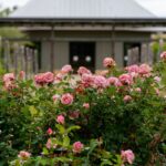 A Light September Trim May Help Some Texas Roses Flower This Fall