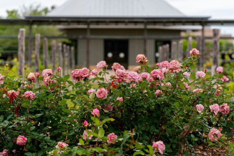 A Light September Trim May Help Some Texas Roses Flower This Fall
