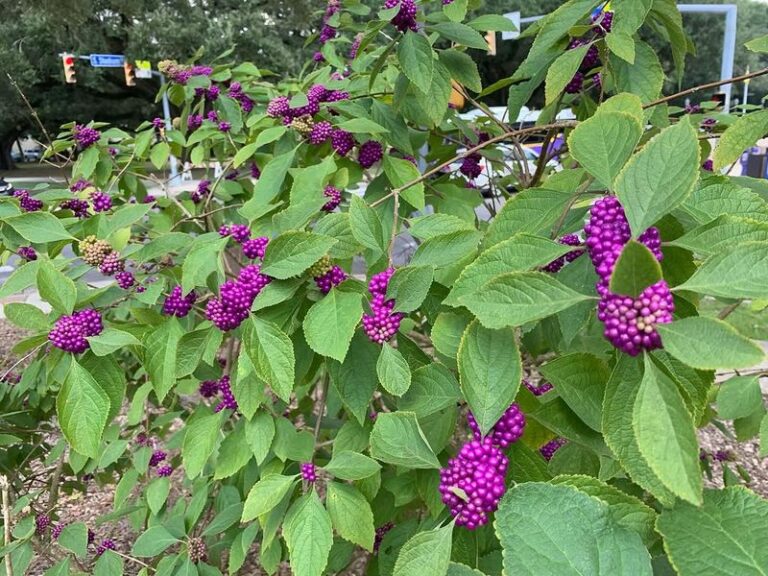 The Most Underrated North Carolina Native Shrub That Pulls Box Turtles Into Your Garden Beds And Keeps The Pests Down
