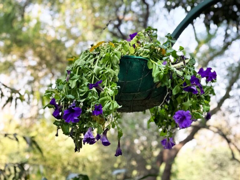 Your Petunias Stop Blooming Mid-Summer – Here’s the One Habit That Keeps the Color Coming