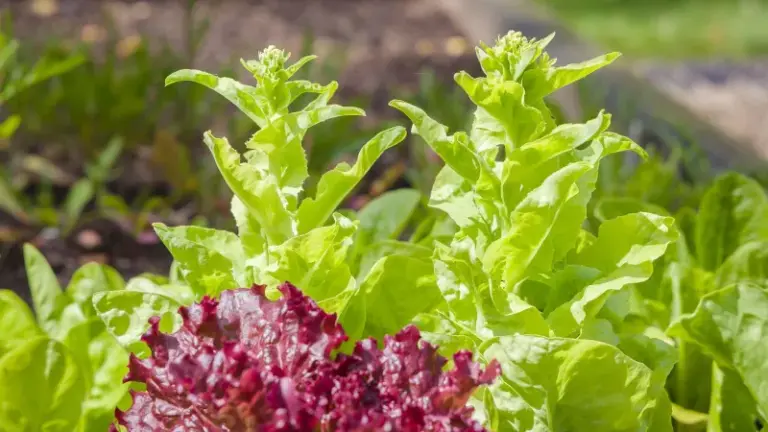 If Your Fall Lettuce Seedlings Bolt and Turn Bitter Before They Ever Head Up in Late-Summer Heat, Here Is Why