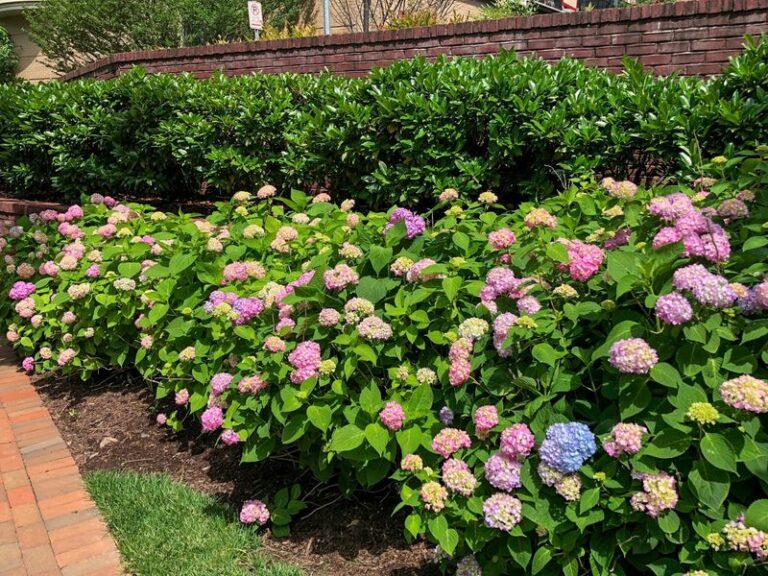 Your Hydrangeas Look Done for the Summer but One Bloom Reset Brings the Flowers Back