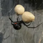 What It Really Means When Black Widows Move Into Your California Garden, and the First Thing to Do If One Bites