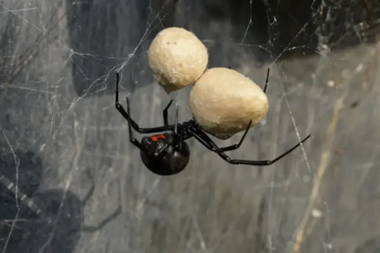 What It Really Means When Black Widows Move Into Your California Garden, and the First Thing to Do If One Bites