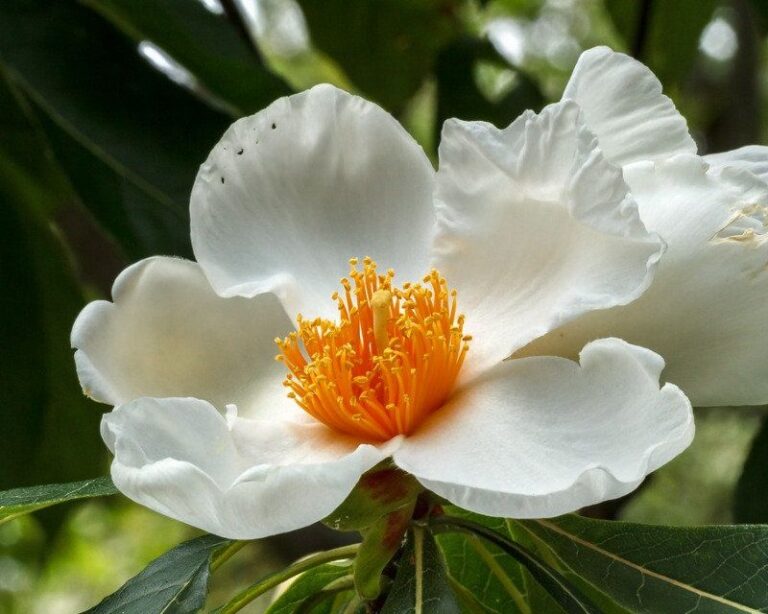 7 Florida Native Plants That Replace Crape Myrtle Before It Burns Out By July Again