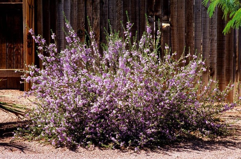 The Native Texas Plant Along Your Fence That Makes Scorpions Find Your Yard Less Inviting