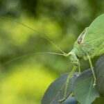 What It Really Means When Katydids Take Over Your North Carolina Yard This Late Summer
