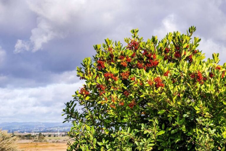 This Native California Shrub Is Quietly Replacing Backyard Privacy Fences, and It Never Needs Repairs