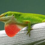More Green Anoles On Your Central Texas Fence Means Fewer Mosquitoes and Roaches, and Here’s How To Bring Them In