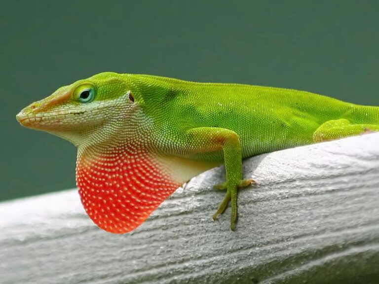 More Green Anoles On Your Central Texas Fence Means Fewer Mosquitoes and Roaches, and Here’s How To Bring Them In