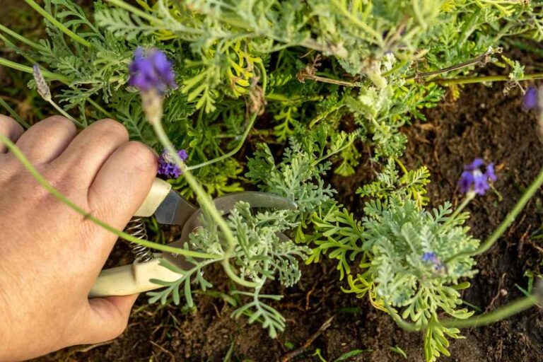 Your Lavender Turns Woody and Leggy by Late Summer — Here’s the One Reset That Keeps the Stems Full