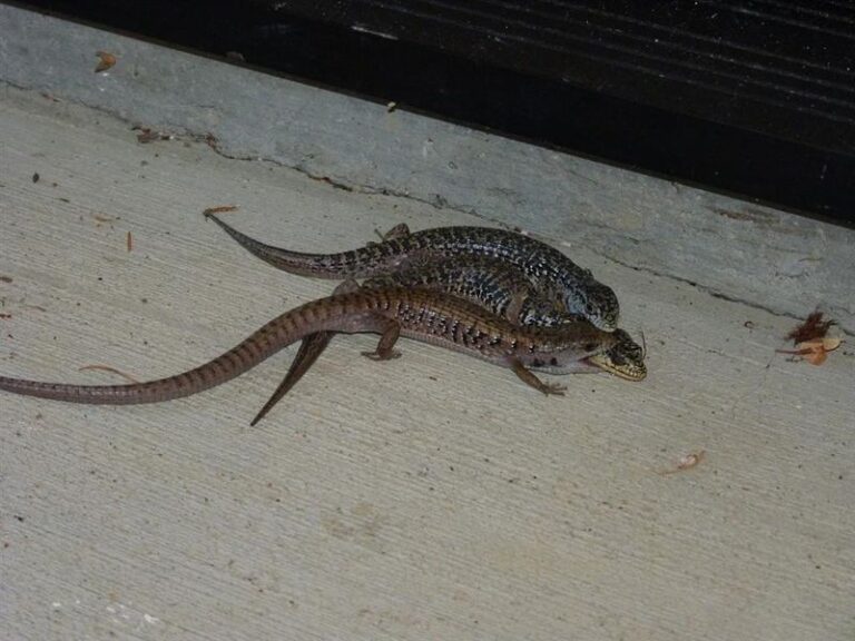 What It Really Means When Alligator Lizards Multiply Along Your California Foundation This Summer