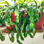 Your Christmas Cactus Segments Go Soft and Limp – Here’s the Root-Zone Problem Often Behind It When the Soil Stays Wet