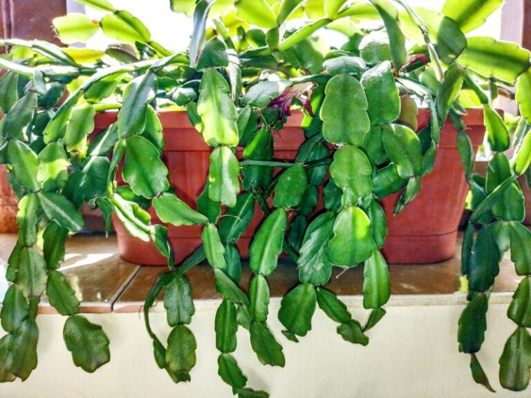 Your Christmas Cactus Segments Go Soft and Limp – Here’s the Root-Zone Problem Often Behind It When the Soil Stays Wet