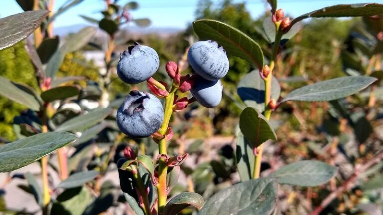 How To Summer Prune California Blueberries Now So Next Year’s Harvest Comes In Twice as Heavy