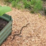 The Florida Bark Mulch That Quietly Invites Snakes Right Up Against Your Foundation