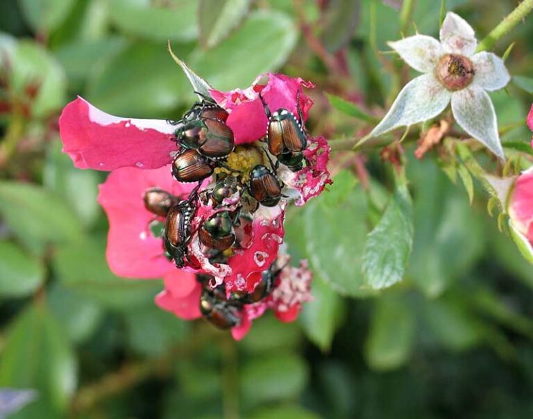 The One Thing North Carolina Gardeners Should Do When Japanese Beetles Swarm The Roses, Or They Come Back Worse Next Year