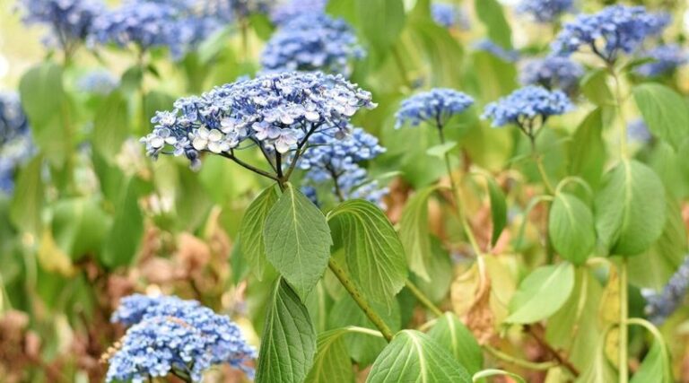 Your Hydrangeas Bloom Sparse and Small – Here’s the Feeding Change That Pushes Stronger Flowers