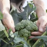 Why North Carolina Gardeners Should Start Broccoli Right Now In Late August For The Biggest Fall Heads