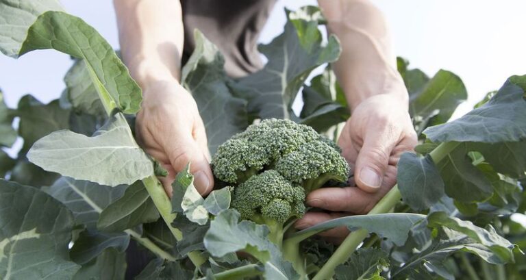 Why North Carolina Gardeners Should Start Broccoli Right Now In Late August For The Biggest Fall Heads