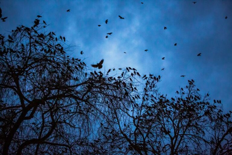 What It Really Means When Crows Keep Gathering in Your North Carolina Trees at Dusk