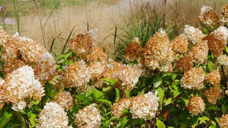 Your Hydrangeas Skip the Blooms in Late-Summer Heat – Here Is the One Feeding Habit Myth Worth Correcting